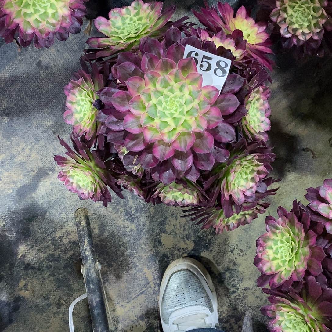 我***贝天合658多肉植物