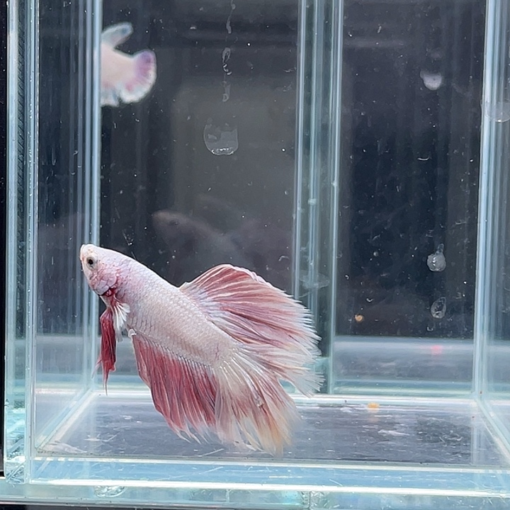 斗鱼活体不退不换谢谢