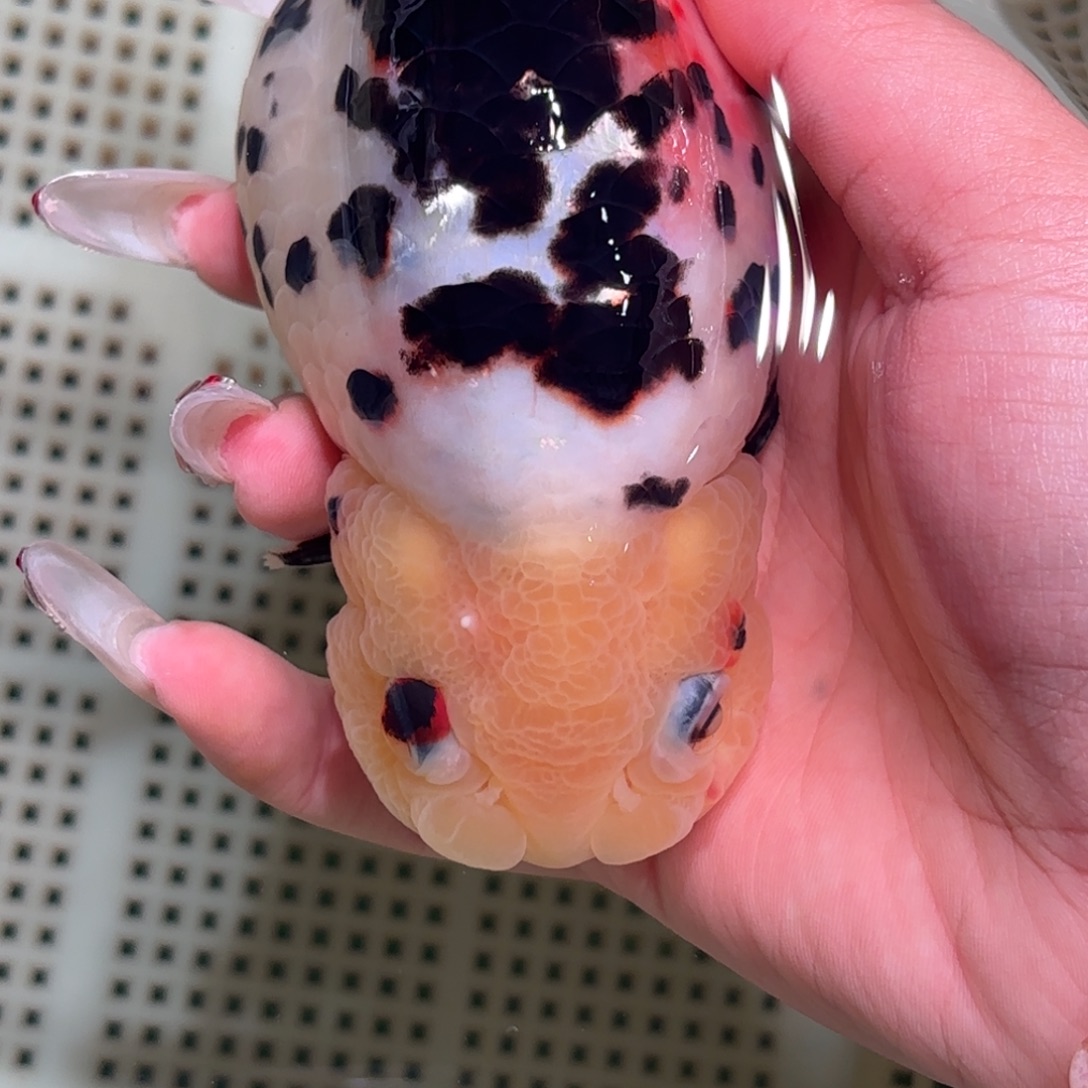 登***来金鱼不拍包装运费到付，拍包装包邮