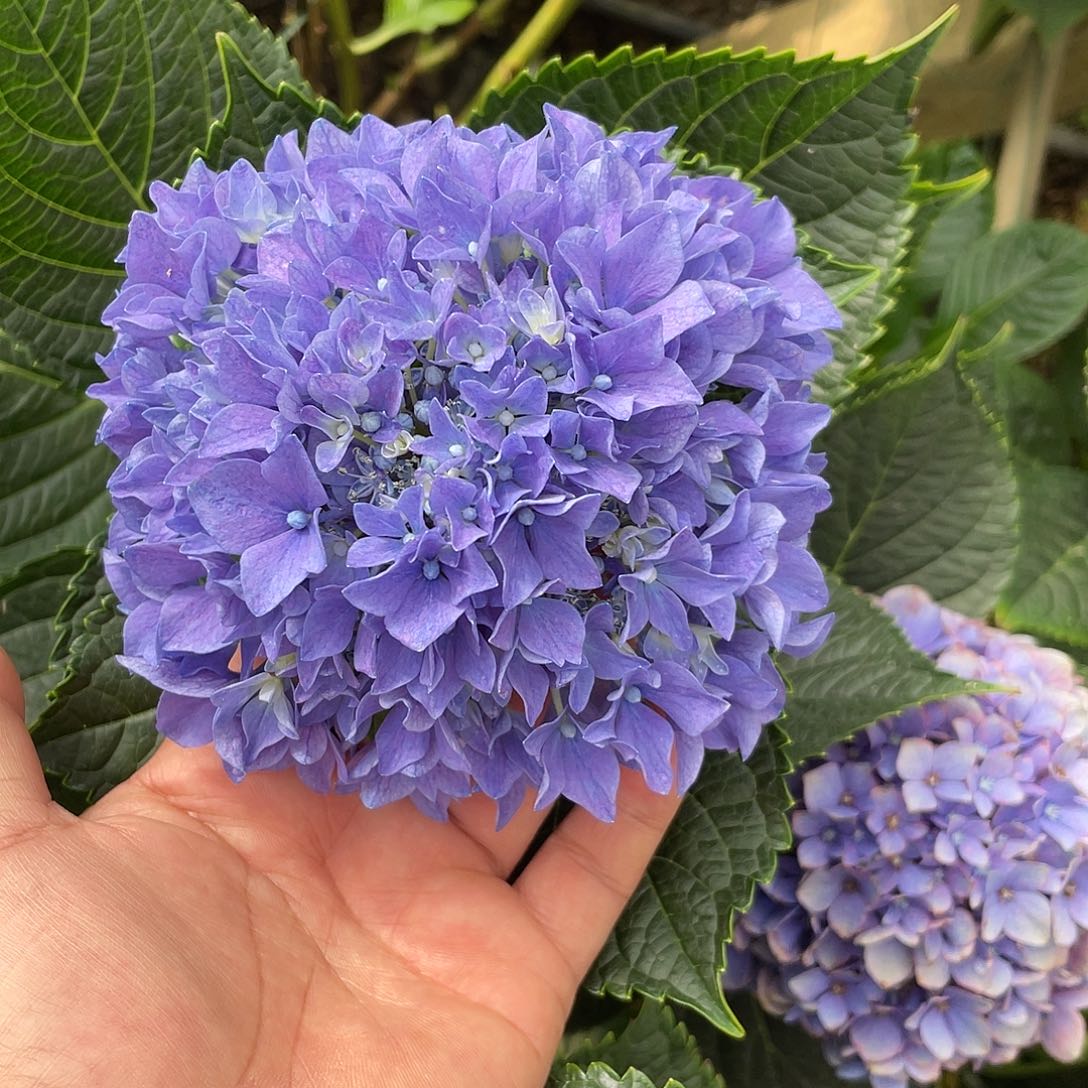 绣球切花一物一拍3枝起包邮，21