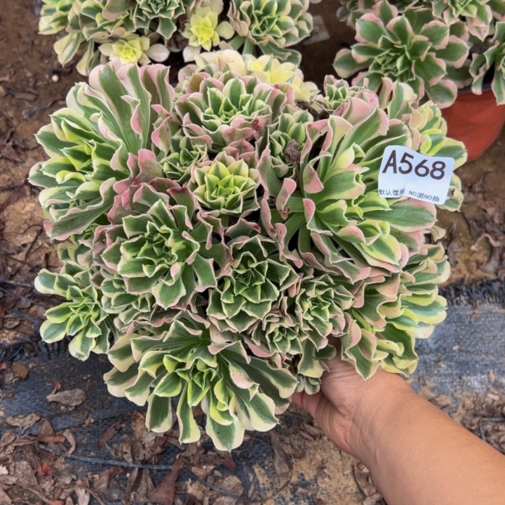 白凤多肉植物568.