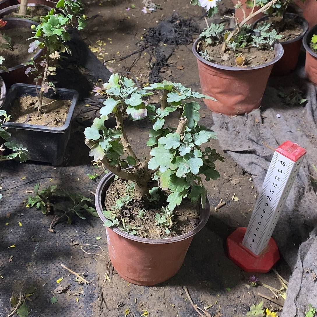 游***乐完全开放菊花菊花