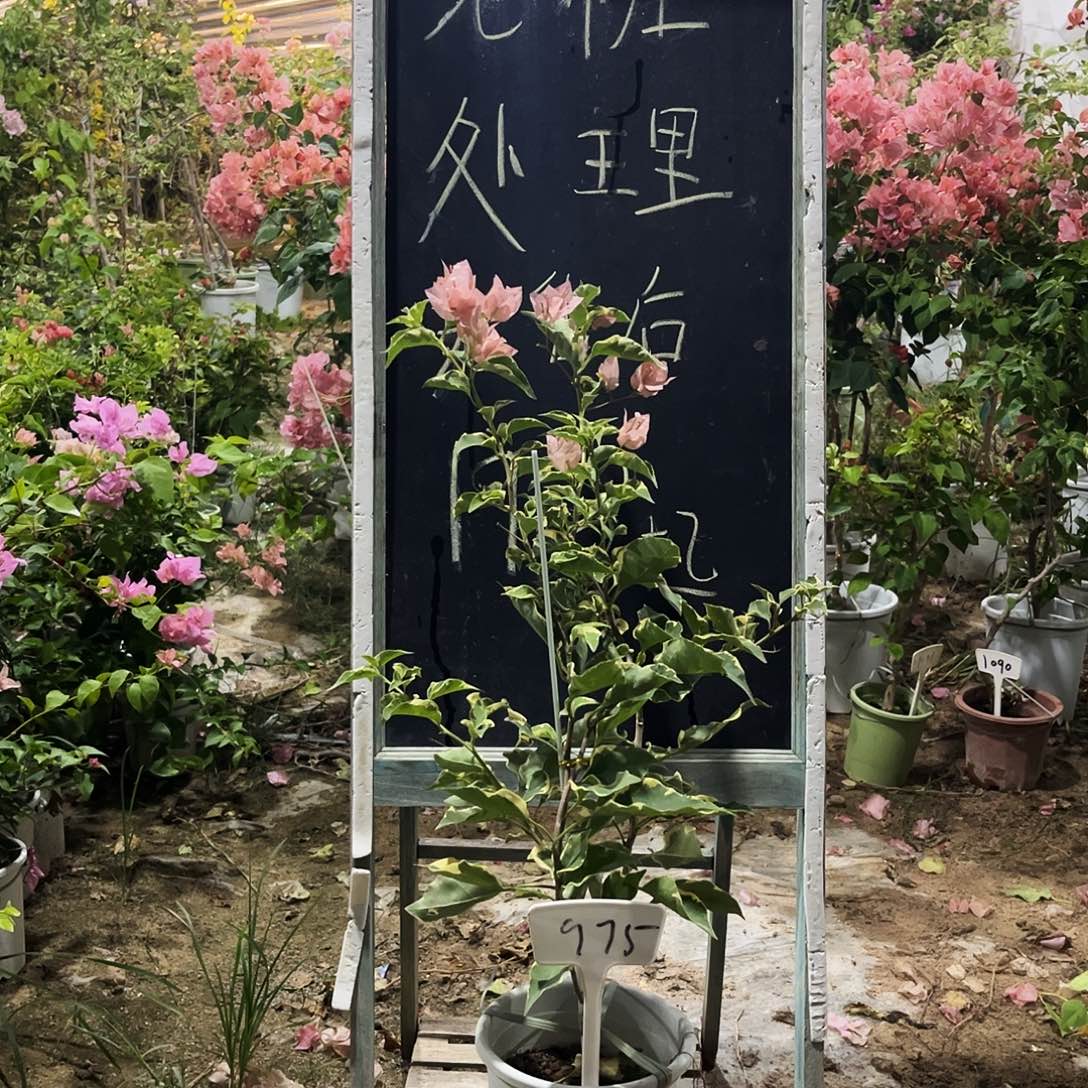 完全开放三角梅三角梅975