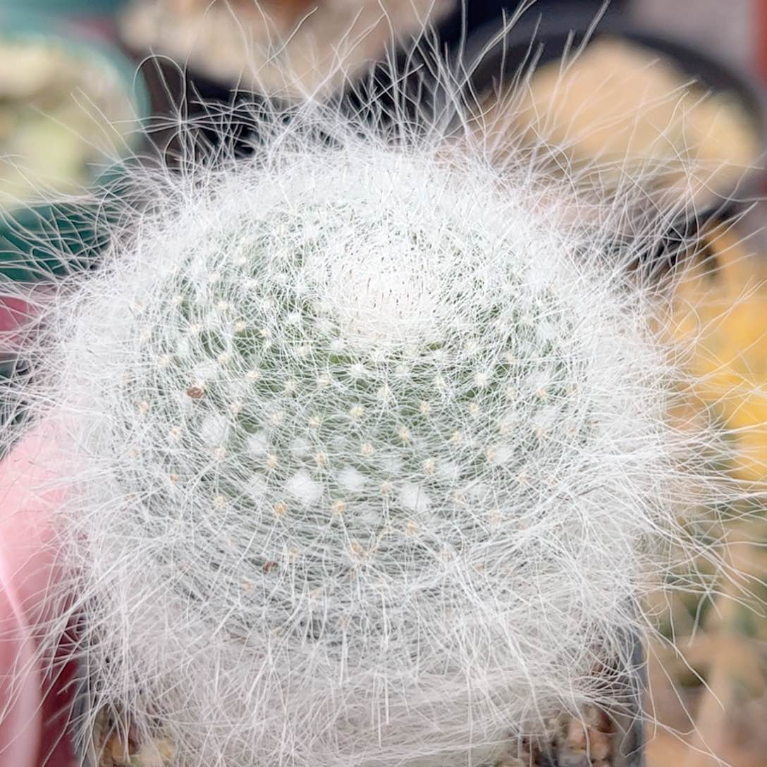 实生 雪缘玉暡仙人球