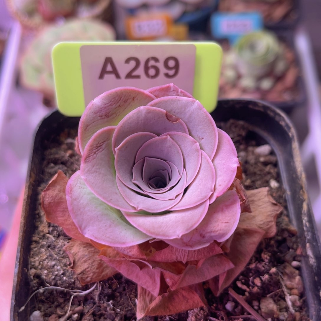 绮梦晨光一物一拍A269 裸根发