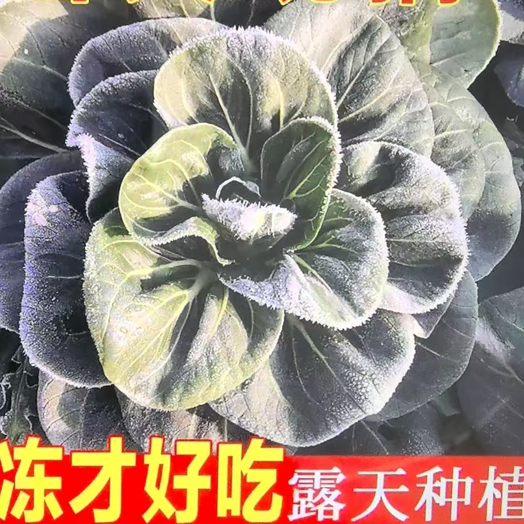 【顺丰快递】东台农家蔬菜组合