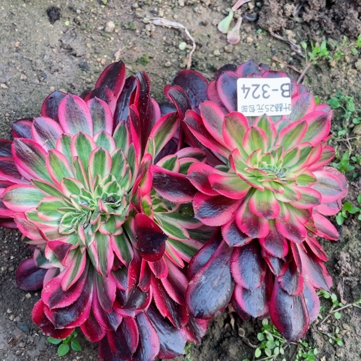 324美杜莎豹纹缀12345678多肉