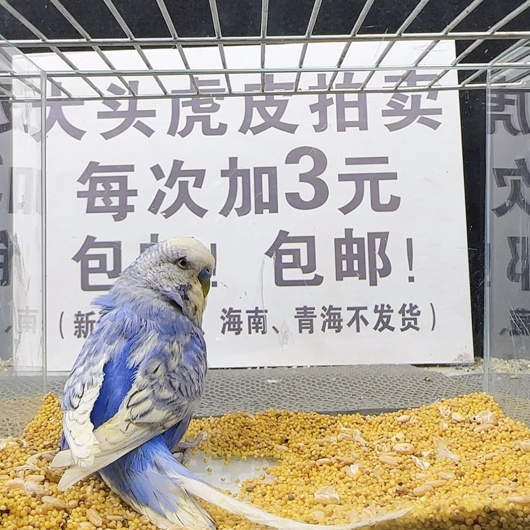 虎皮鹦鹉大头鹦鹉