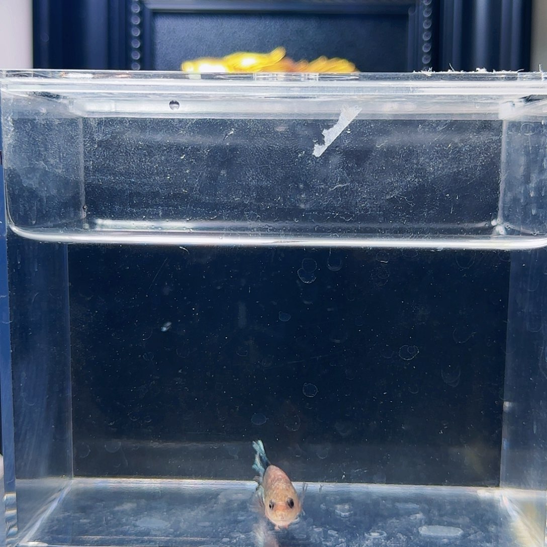 斗鱼活体观赏鱼好养耐活