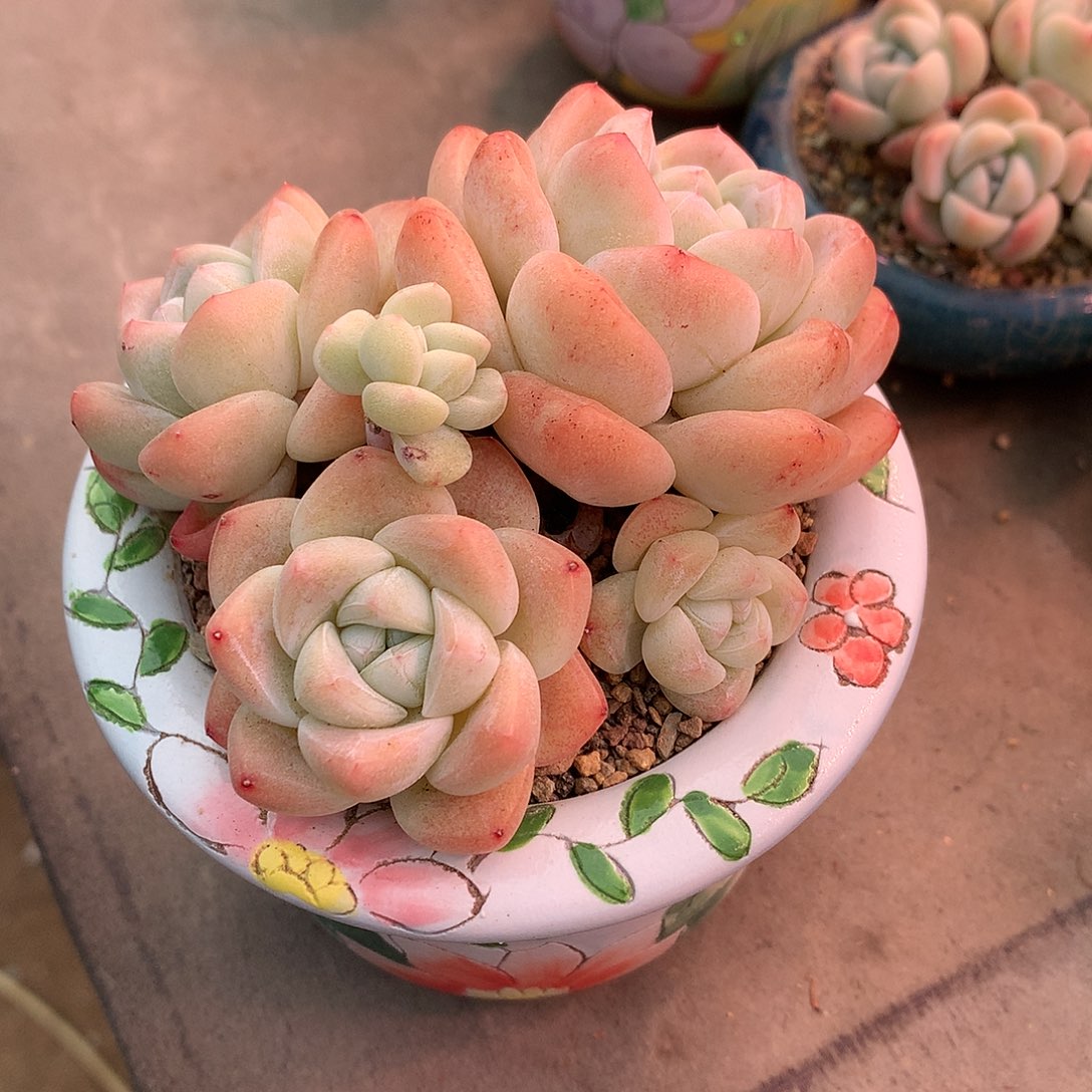 一物一拍，冰玉群老庄