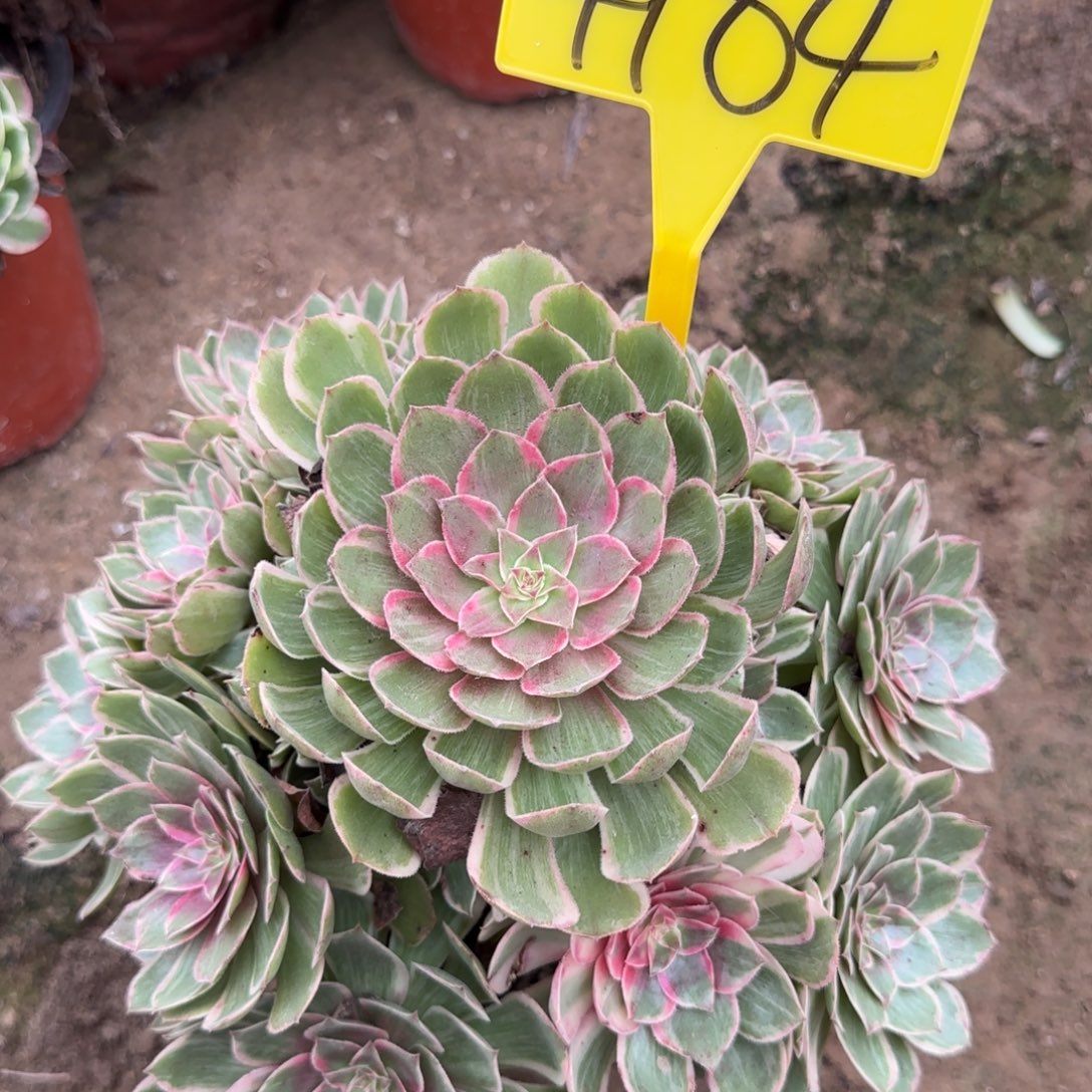 4184---莲花座多头多肉