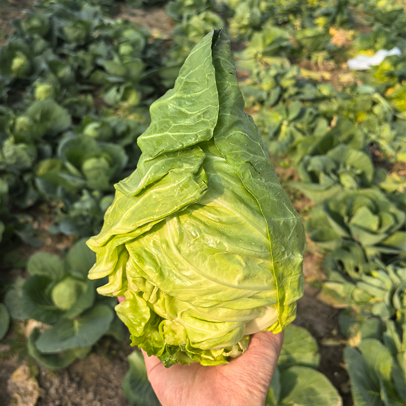 脆嫩牛心菜+霜打塔菜+嫩滑水芹 本地新鲜蔬菜大礼包4.5斤装