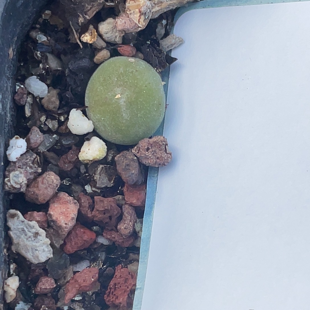 27-115空蝉多肉植物