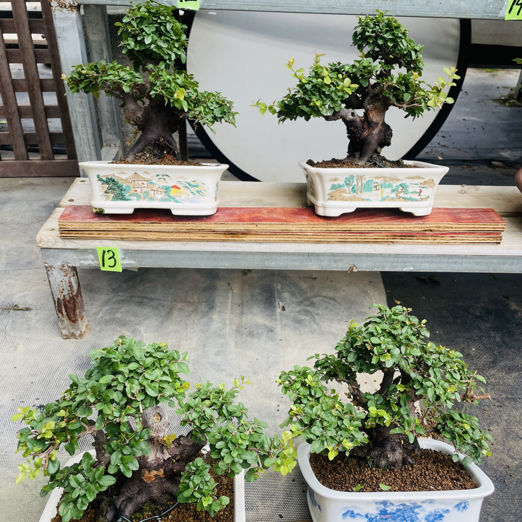 老桩雀梅 矮霸雀梅  盆景七贤之首 盆景花卉 红芽雀梅 雀梅盆景桩