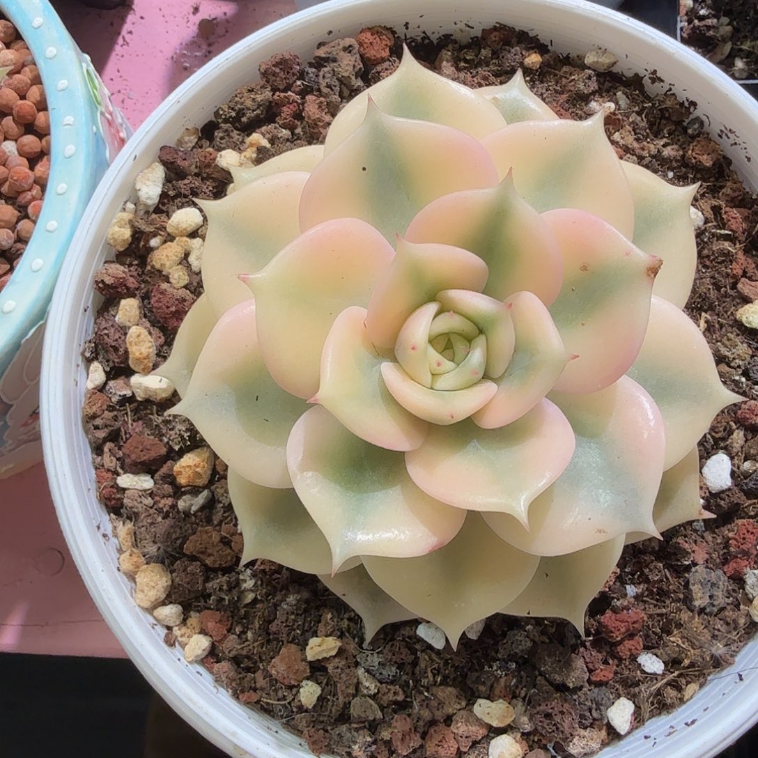 不***心贝加尔湖锦，多肉植物