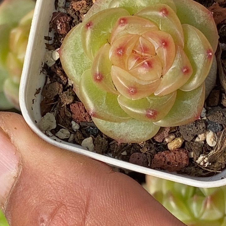 天官赐福百无禁忌