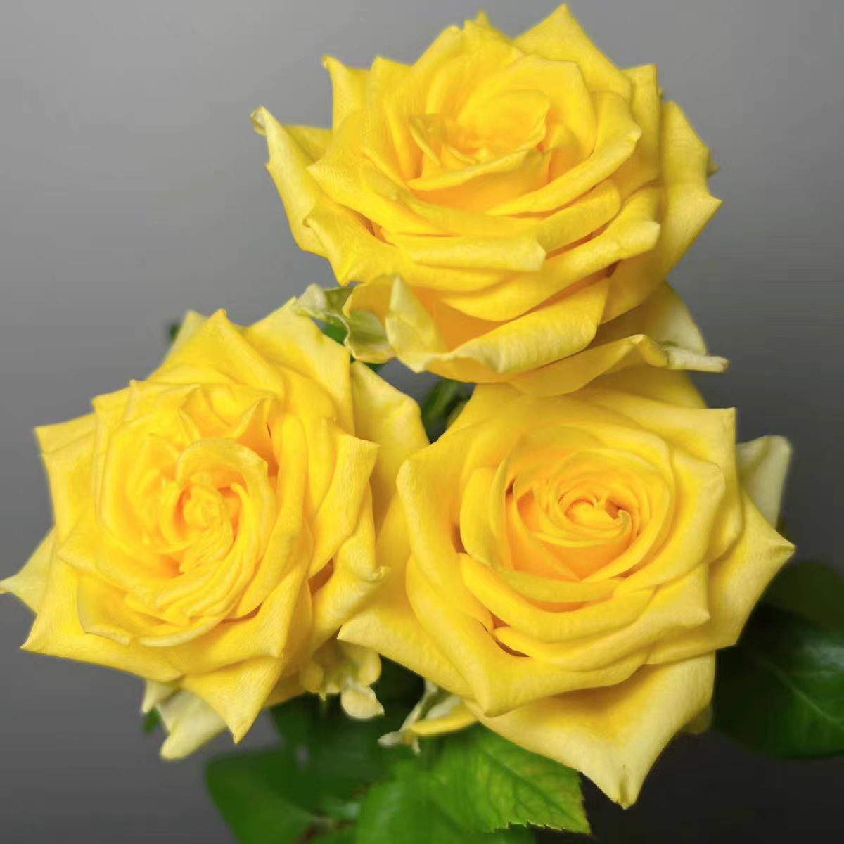 【顺丰包邮】鲜花直播现场卖花教师节浪漫沙滩玫瑰云南基地新鲜直发