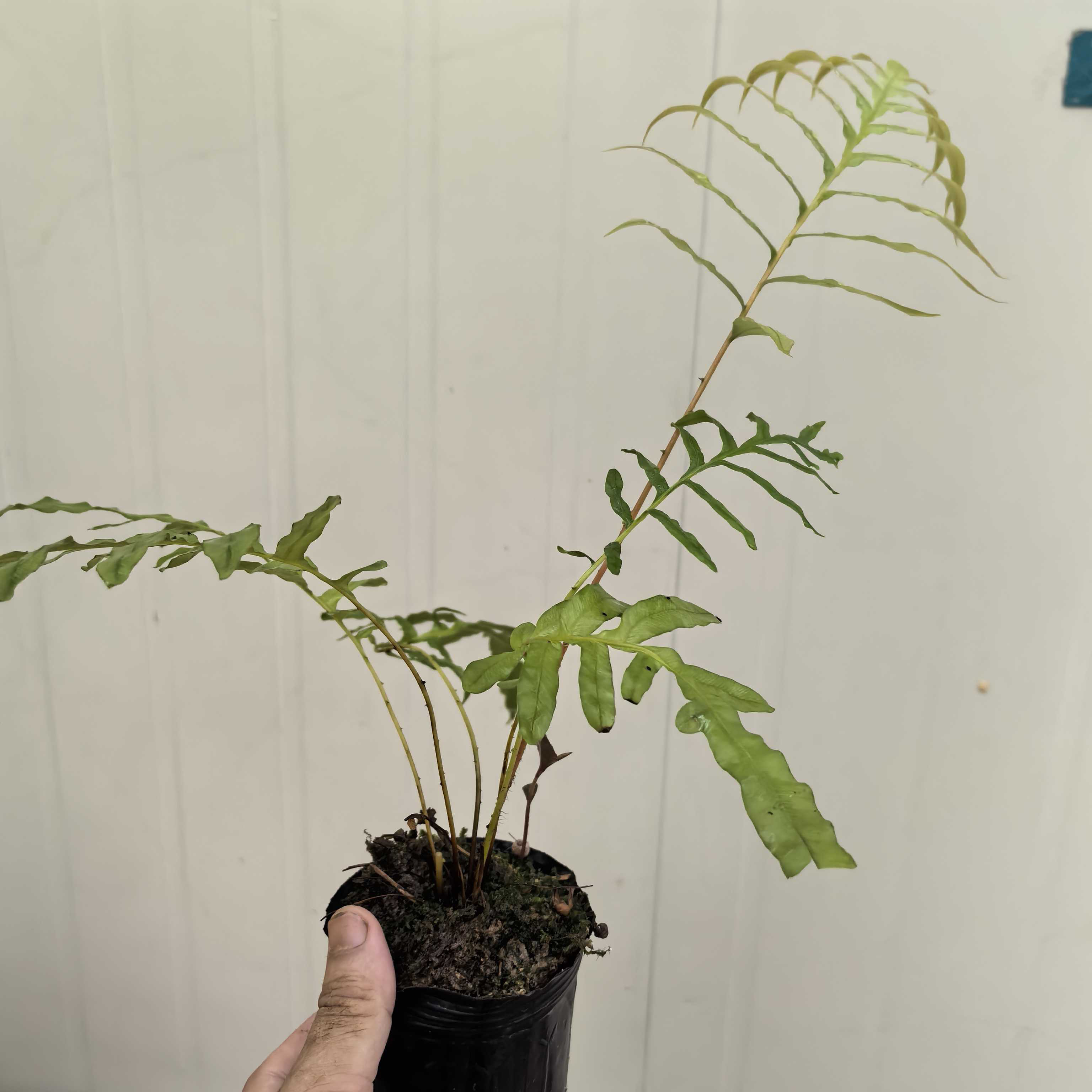 漂亮浓香花卉盆栽