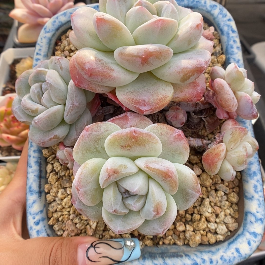 老桩黑钻冰玉群生。    