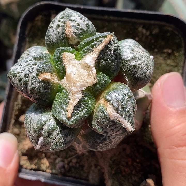 苗接龟甲牡丹。623号