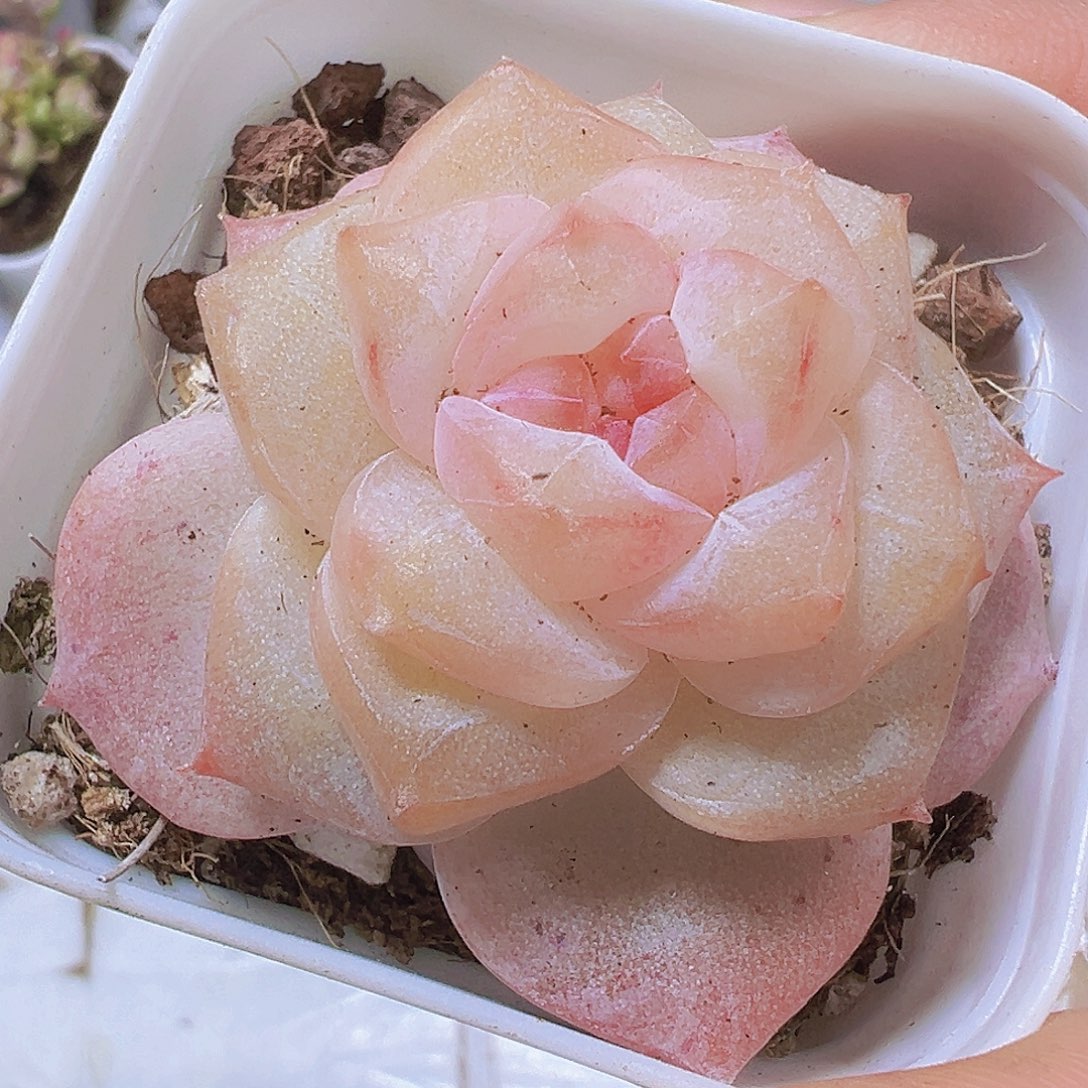 冰钻19包邮多肉植物