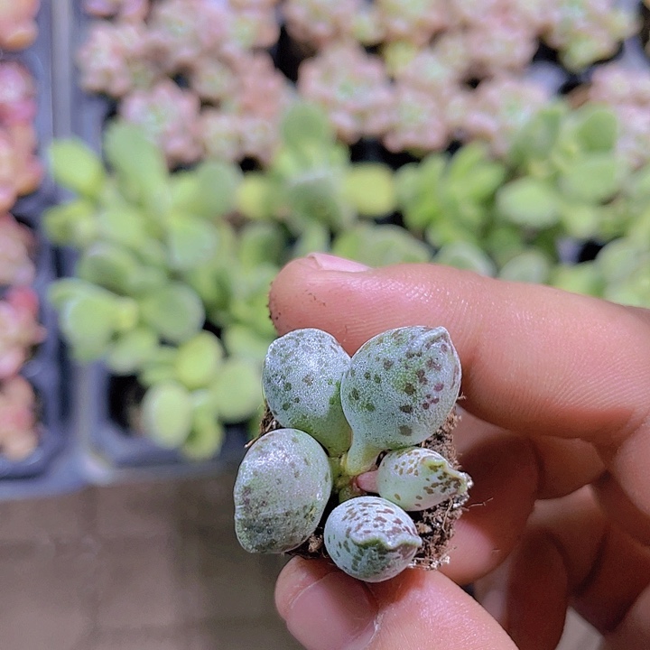 海豹【满10颗包邮】