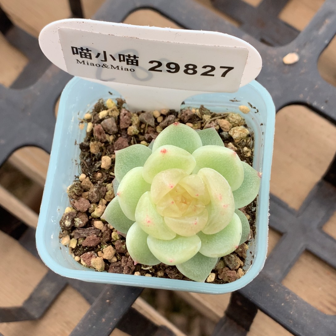 小****多肉植物杂交珍妮