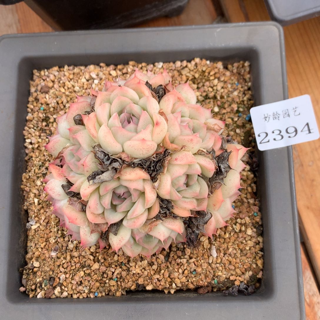 2394杂交精品基地8厘米