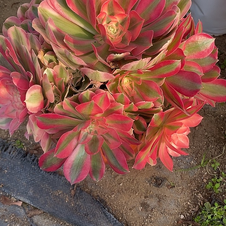 多头女巫540多肉植物