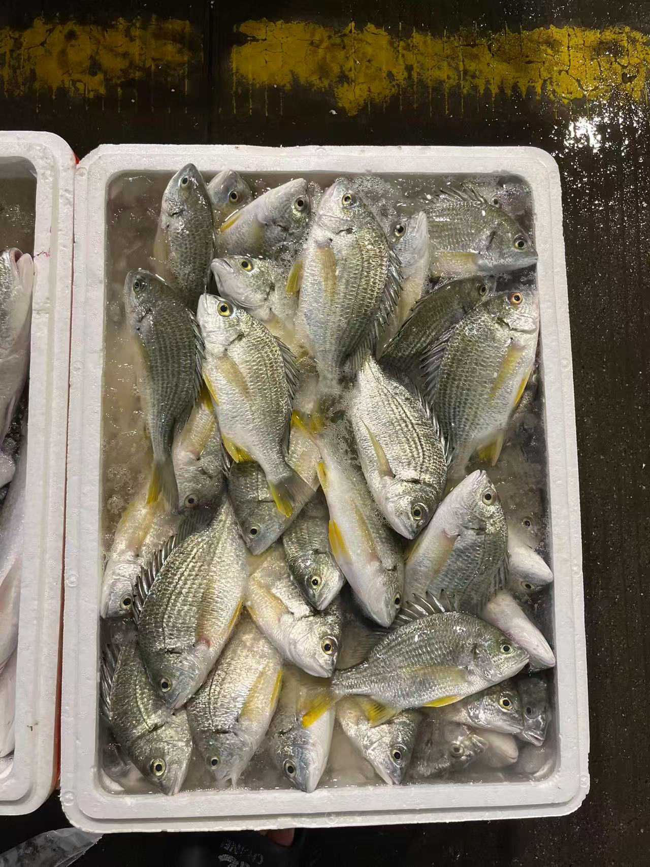 广东湛江海捕黄翅鲷黄脚立新鲜发货