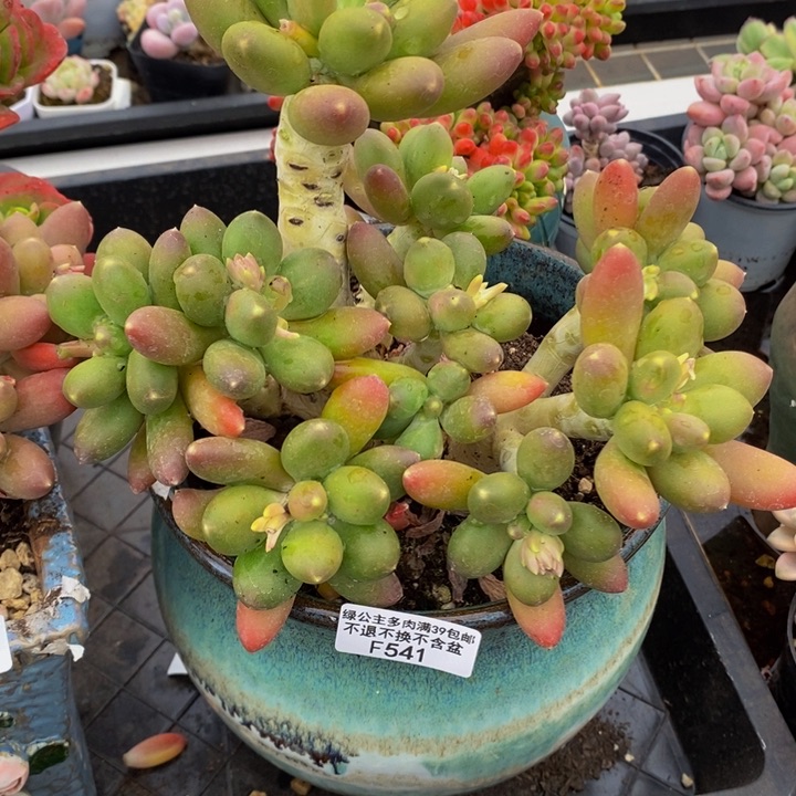 芒果奶18cm541多肉植物