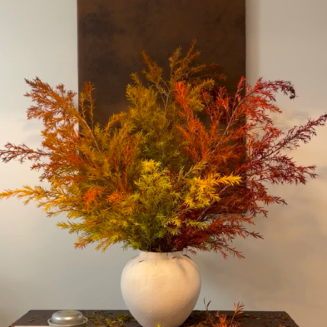 『千层金干支』2支家居养花  全场任意满两单及以上鲜花同城包邮