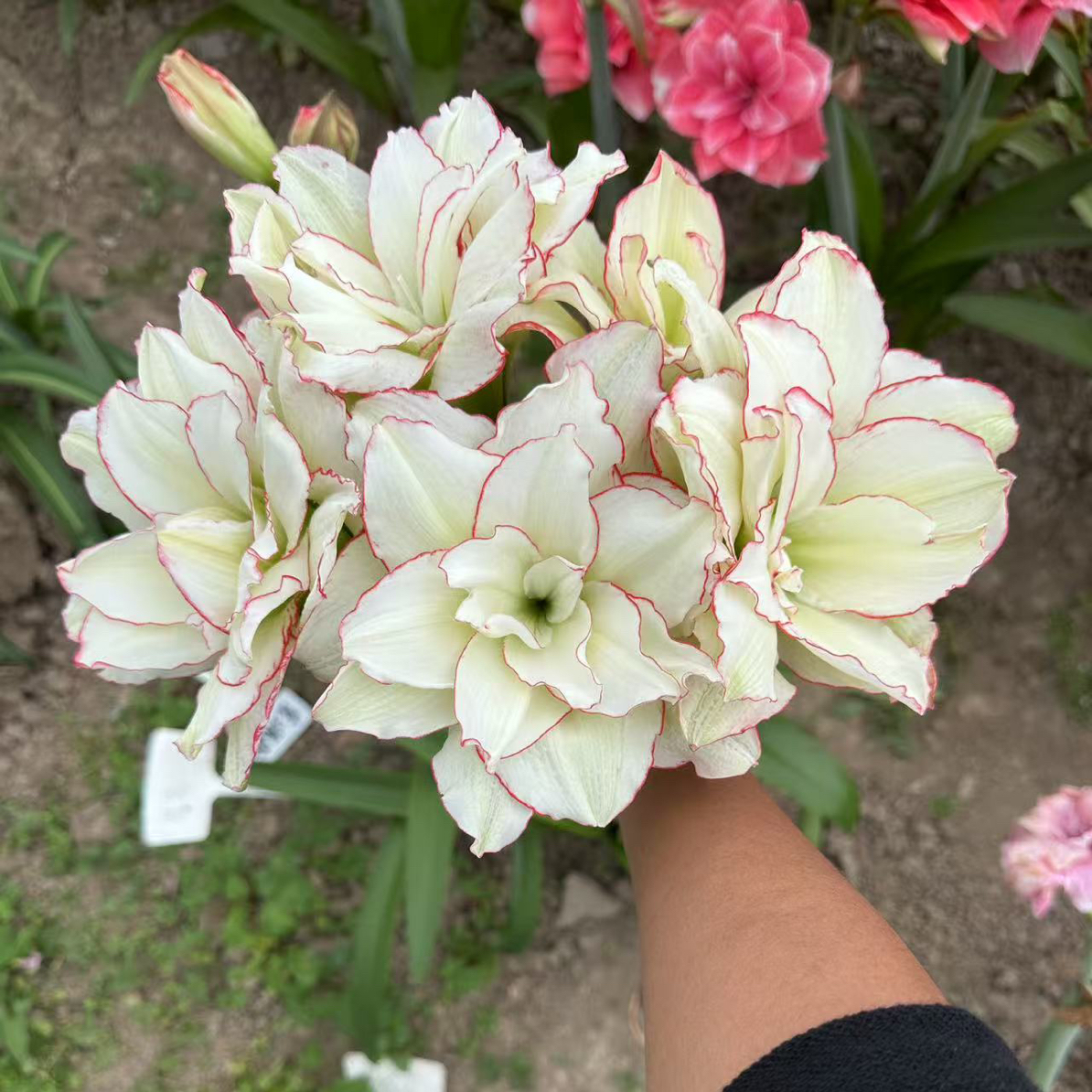 包对版（皮皮）国产新品朱顶红朱顶红大种球朱顶红种球基地球