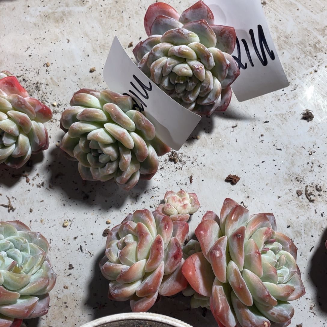 QIU专拍冰玉单头老桩两颗