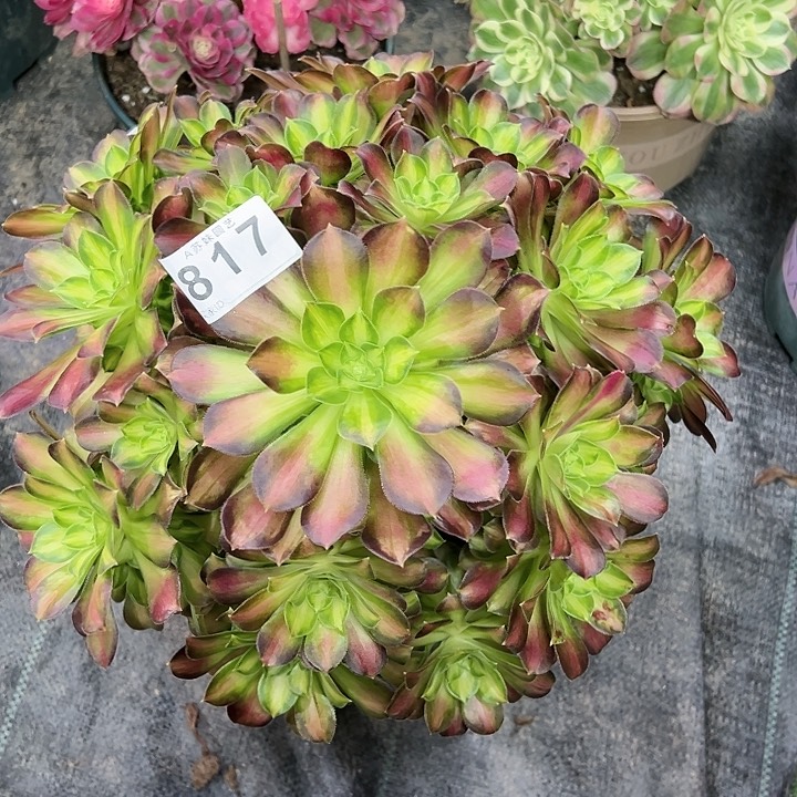 817韶华多肉植物