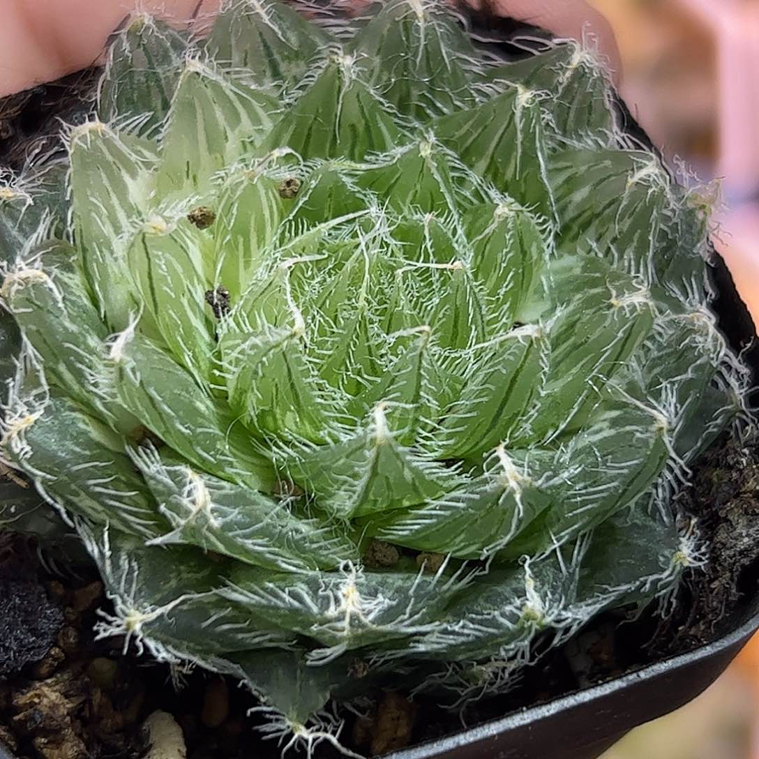 塞米锦十二卷多肉植物满