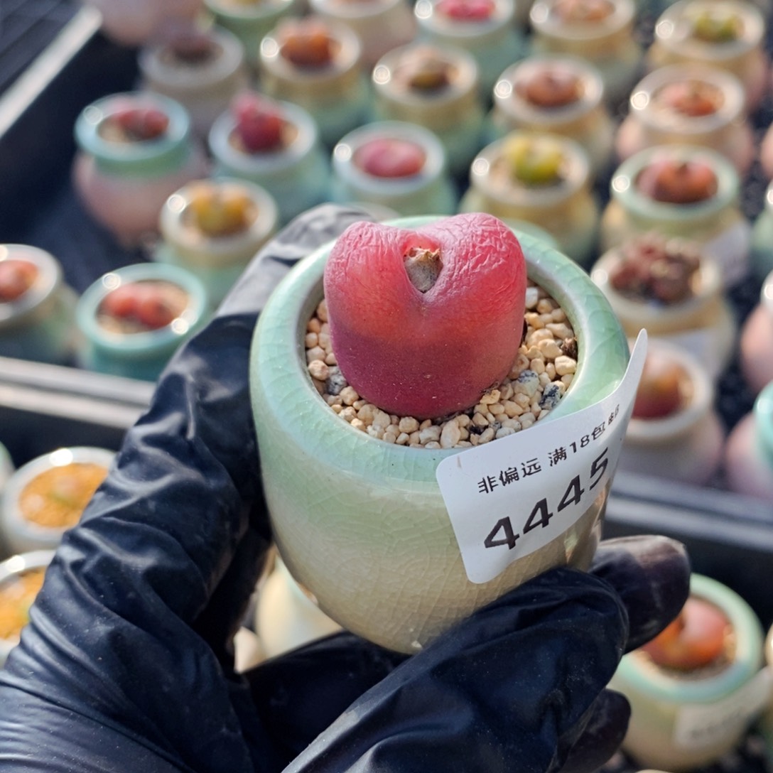 4445-一物一拍 带盆