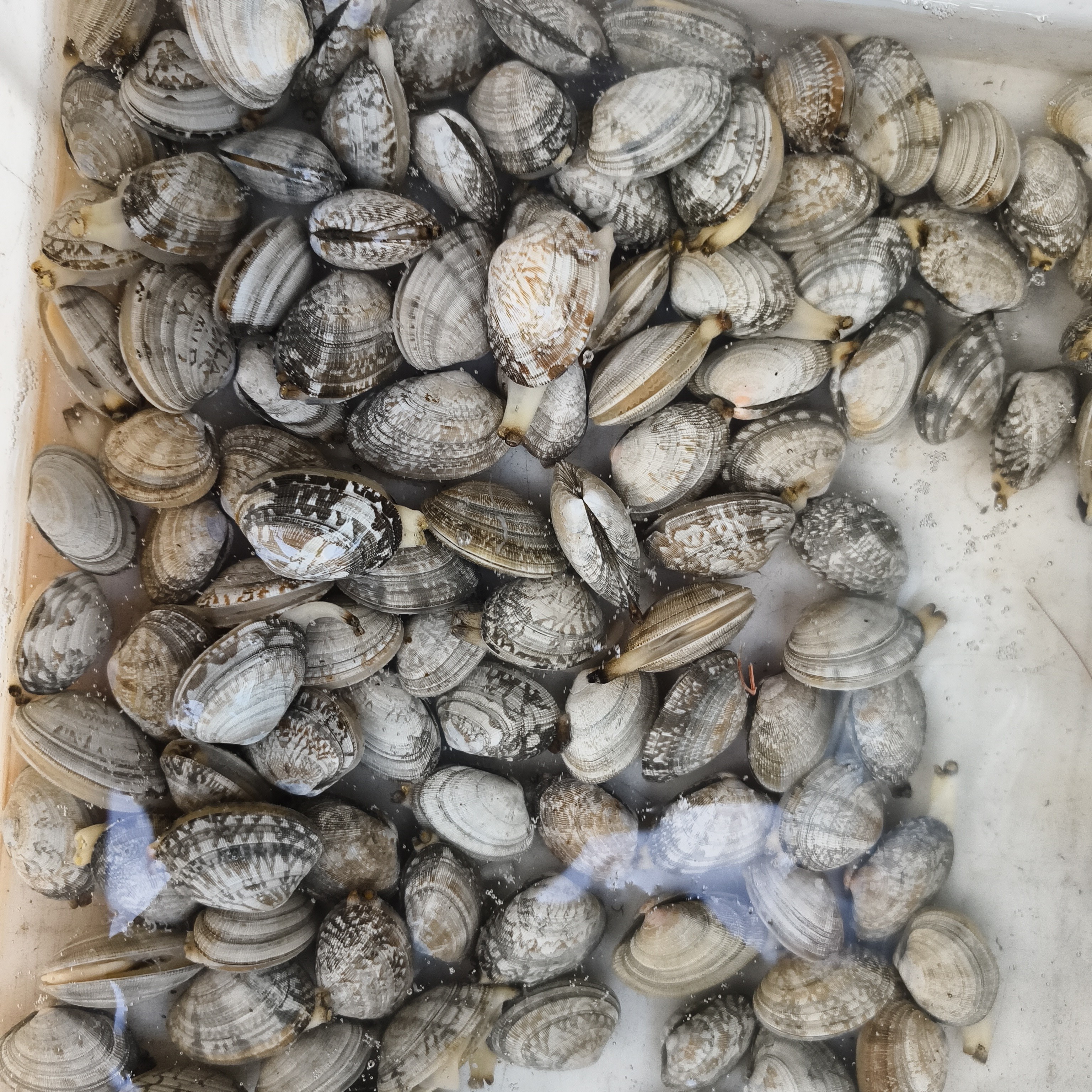 湛江无沙花甲/公斤