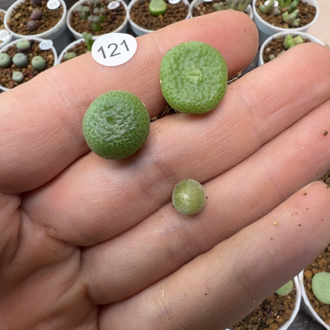 ****儿波专拍3颗1210。00