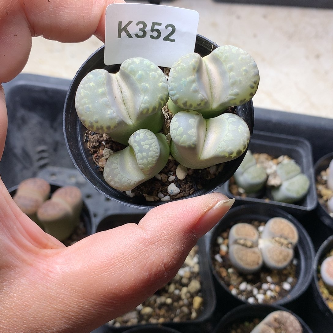 K352多肉植物保护