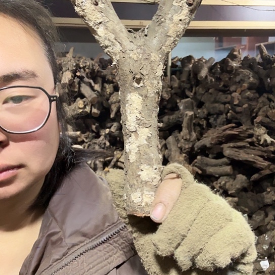 香榧木ㅤ**ㅤ火琉璃的故事毛料摆件