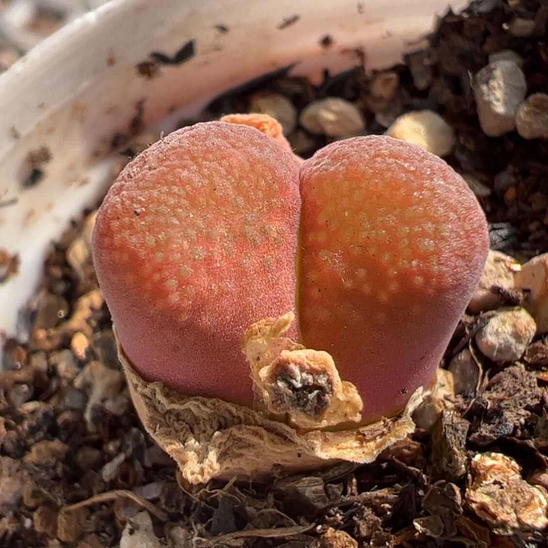 019多肉植物组合