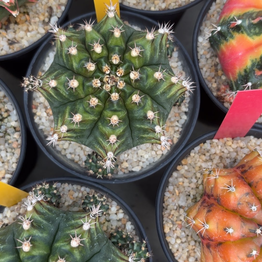 ****ʔ33-0103泰国发货多肉