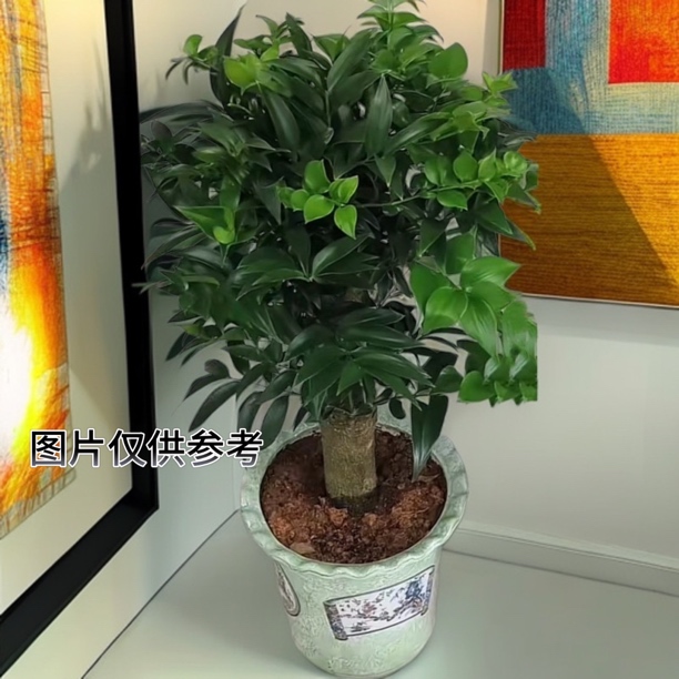 【直播】#竹柏老桩#落地款#兴旺竹#基地直发寓意兴旺基地盆带土发货