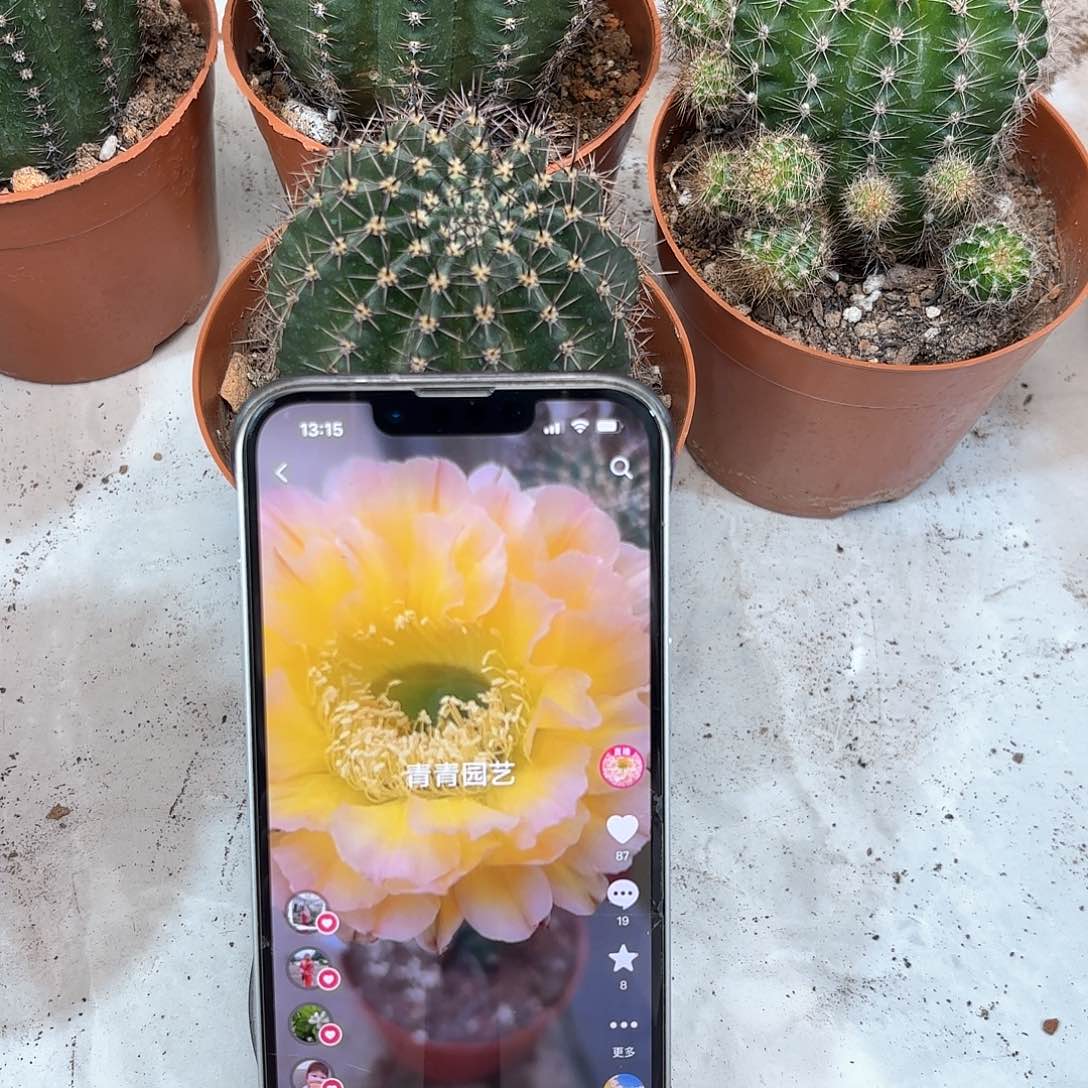 彩草20号6.5公分左右