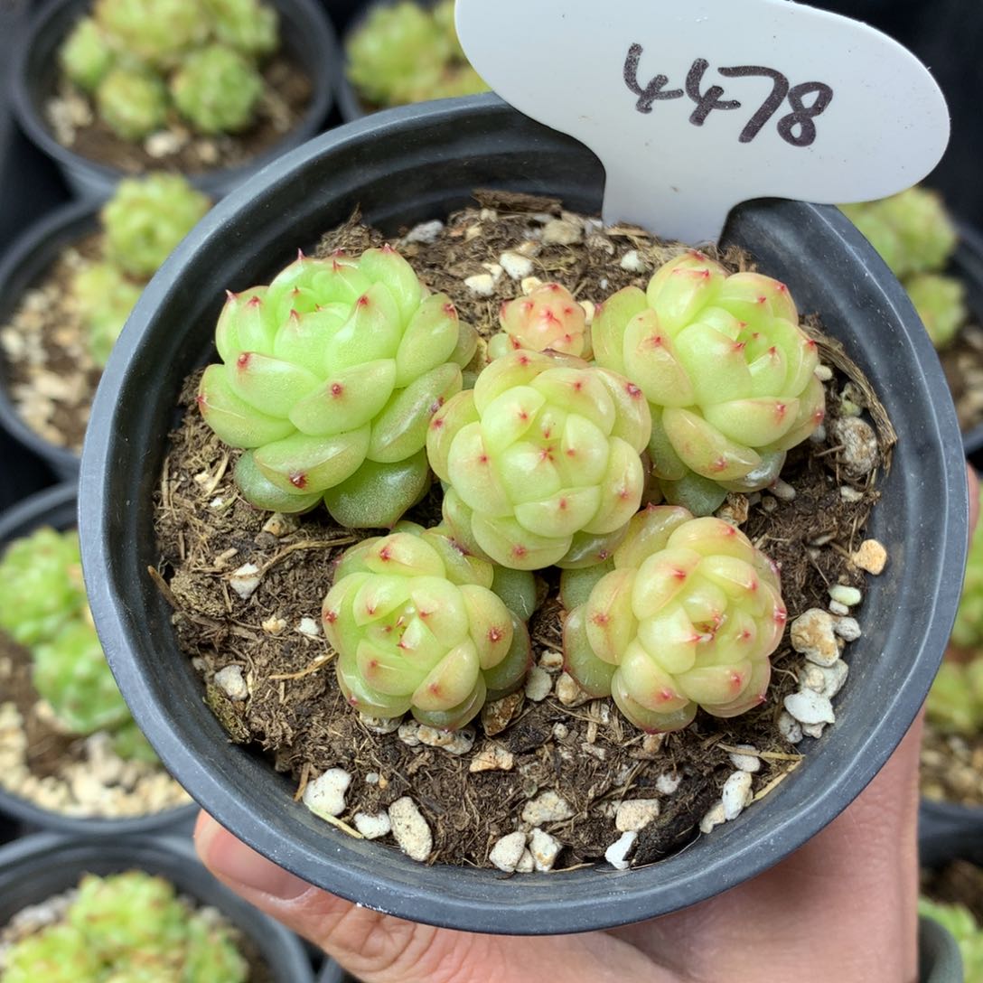 宝**鸭灯泡珍妮专拍4478