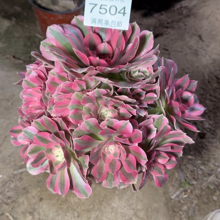 7504女巫多肉植物