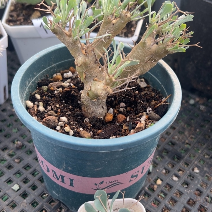 黑鬼殿实生，一物一拍