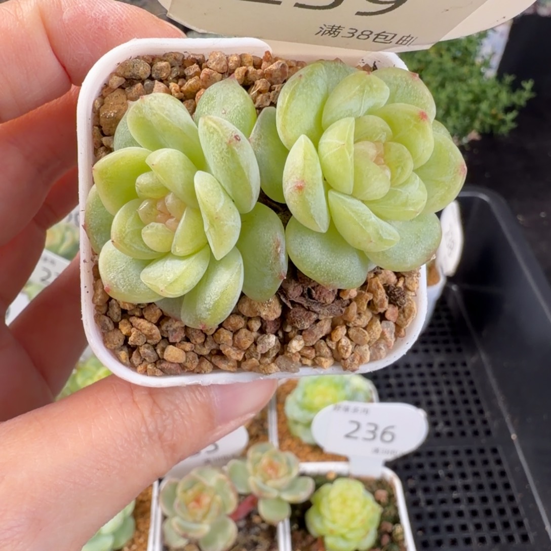 糖心双头一颗239号