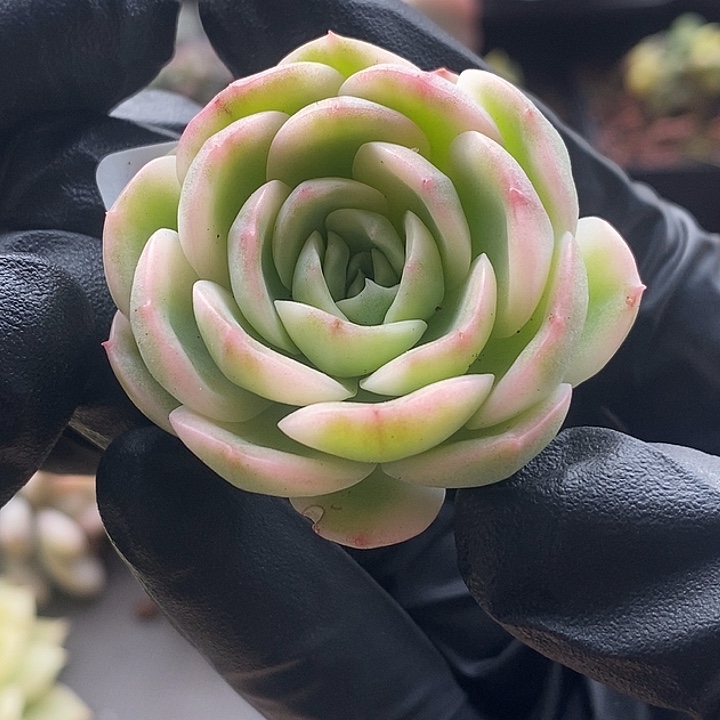 茉莉花复轮锦有杆子